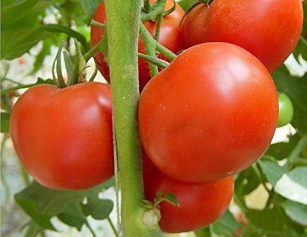 Multi Variety Tomato Seeds Solanum lycopersicum for Planting in Raised Beds and Home Garden