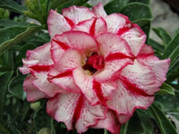 Adenium Obesum Rose Flower seeds for Planting Fragrant Blossoms Heirloom & GMO Free Seeds for Home Garden 
 
 Sale