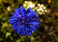 Bachelor Button Centaurea cyanus Seeds for Planting wildflower garden flower border