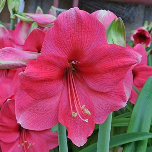 Pink Echte Amaryllis Flower seeds for Planting - Perfect for Borders, Heirloom & GMO Free Seeds for Home Garden