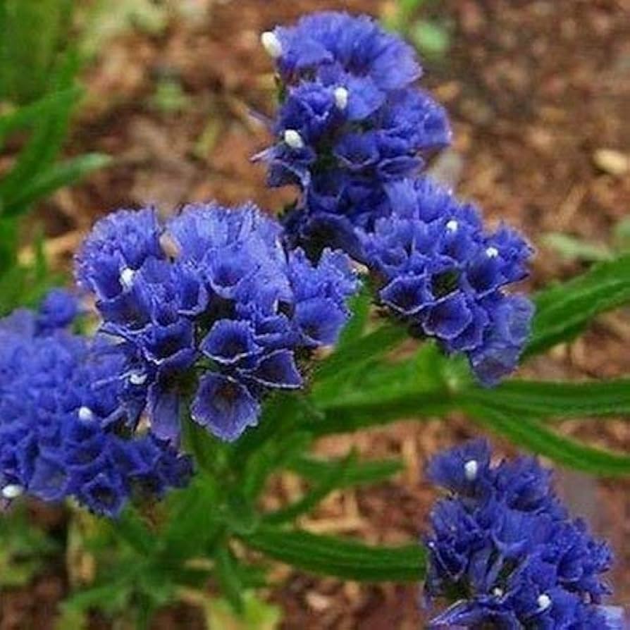 Statice Limonium sinuatum Blue River Seeds for Planting dried flowers rock garden