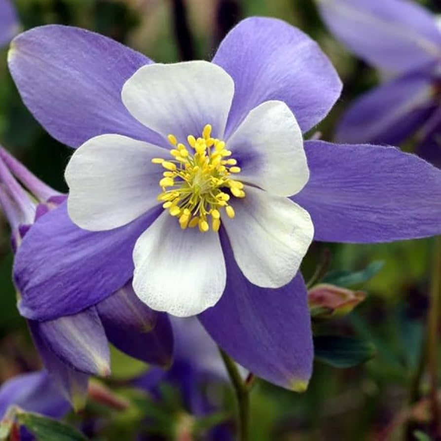 Aquilegia Coerulea Seeds for Planting - Blue & White Flowers