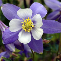 Aquilegia Coerulea Seeds for Planting - Blue & White Flowers