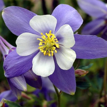 Aquilegia Coerulea Seeds for Planting - Blue & White Flowers