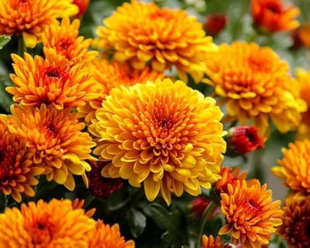 Yellow Red Chrysanthemum Flower Seeds for Planting