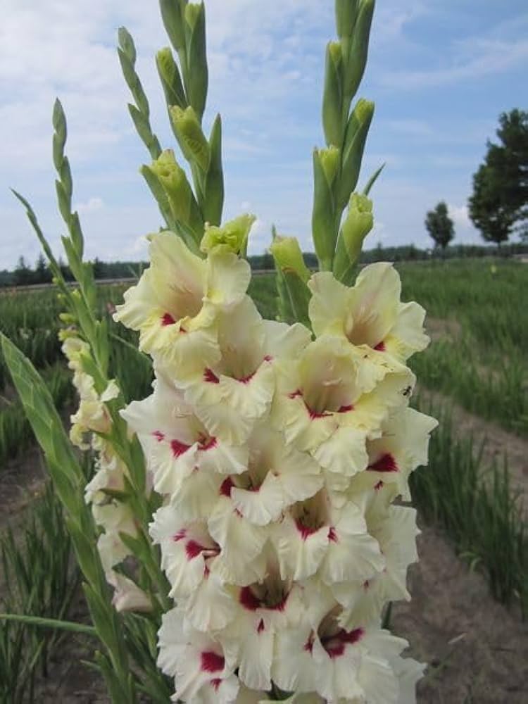 Cream White Gladiolus Flower Seeds for Planting Colorful Display Heirloom & GMO Free Seeds for Home Garden
 
 Sale