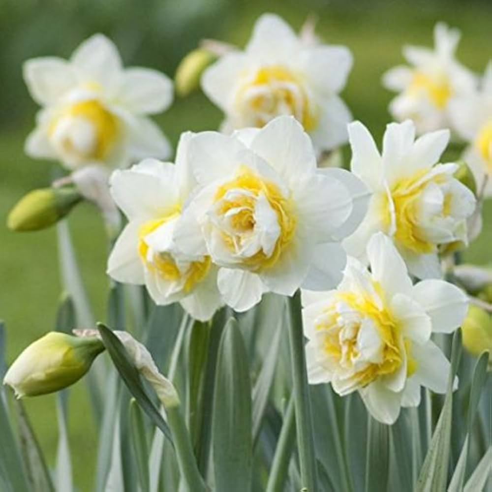 White Yellow Double Petals Narcissus Daffodil Seeds for Planting Shade Tolerant Heirloom & GMO Free Seeds for Home Garden
 
 Sale