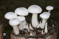 White Mushroom Vegetable Seeds for Easy Planting