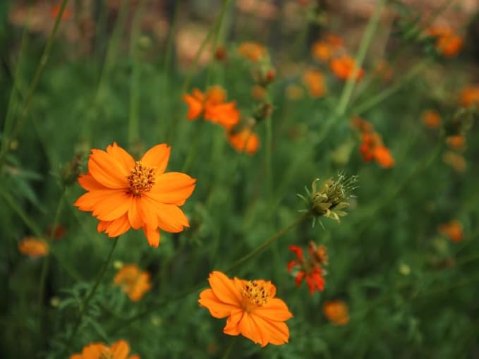 Cosmos Orange Sunshine Seeds for Planting flower bed