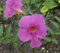 Incarvilla Flower seeds for Planting - Vibrant Colors, Heirloom & GMO Free Seeds for Home Garden