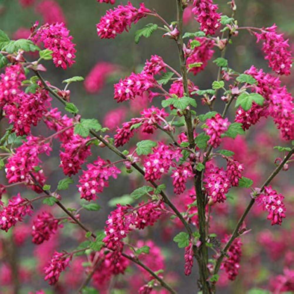 Pink Ribes Sanguineum Flower seeds for Planting - Perfect for Borders, Heirloom & GMO Free Seeds for Home Garden
