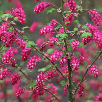 Pink Ribes Sanguineum Flower seeds for Planting - Perfect for Borders, Heirloom & GMO Free Seeds for Home Garden