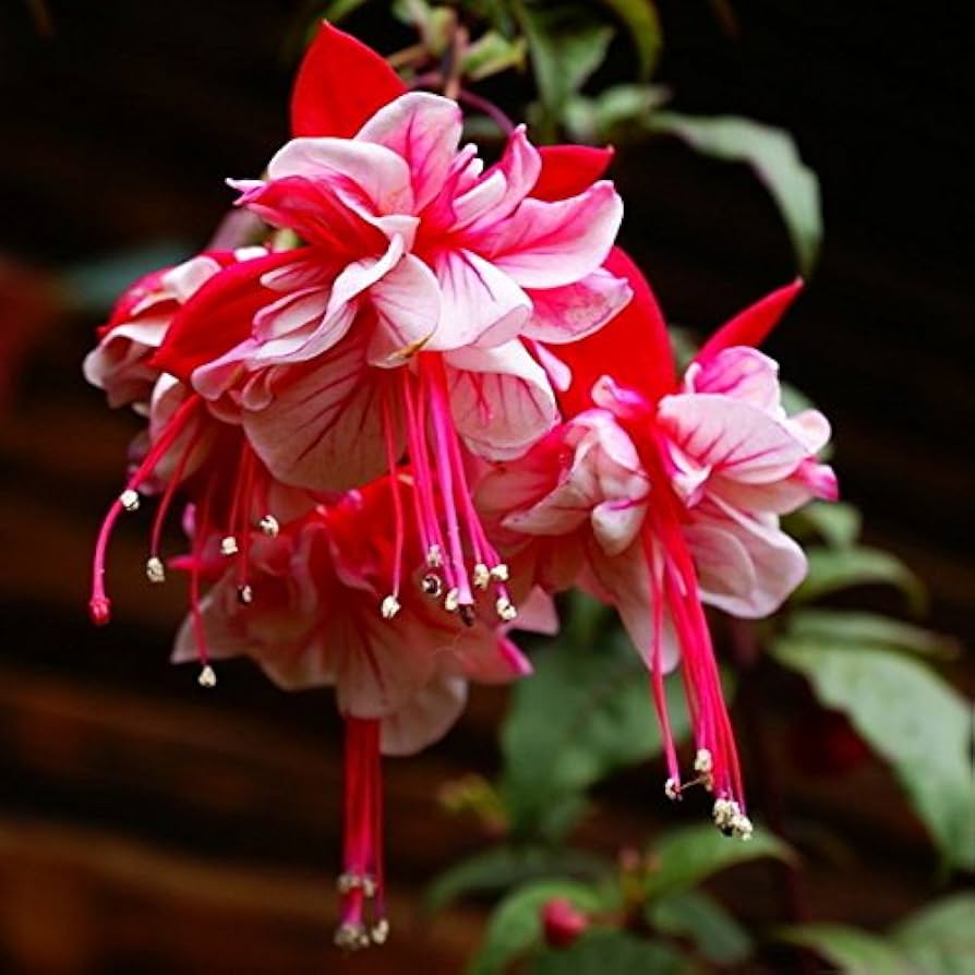 Fuchsia Flower Seeds, Potted Flowers DIY, Bell Flower Seeds