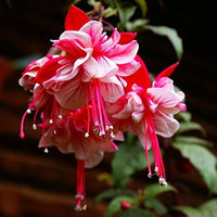 Fuchsia Flower Seeds, Potted Flowers DIY, Bell Flower Seeds