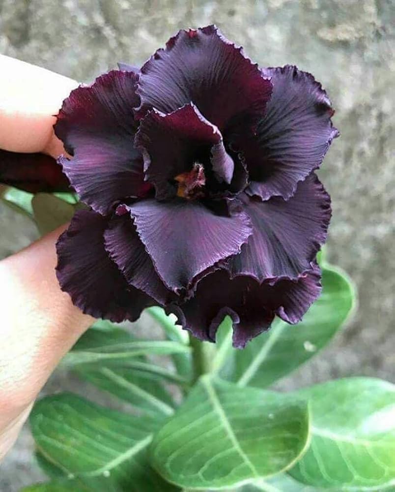 Black Adenium Flower Seeds – Exotic Wildflower Mix Heirloom & NonGMO for Home Garden
 
 Sale