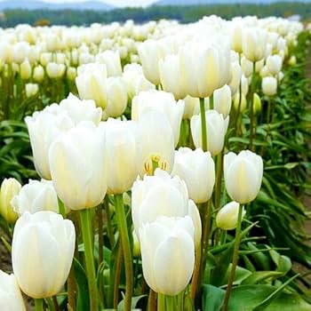 Light Grey Tulip Flower Seeds for Planting Hardy Variety Heirloom & GMO Free Seeds for Home Garden
 
 Sale