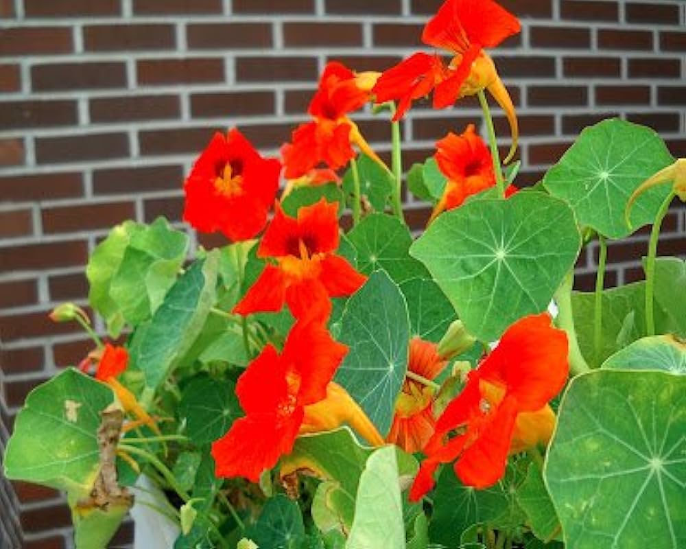 Red Hanging Nasturtium Flower seeds for Planting Colorful Display Heirloom & GMO Free Seeds for Home Garden