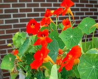 Red Hanging Nasturtium Flower seeds for Planting Colorful Display Heirloom & GMO Free Seeds for Home Garden