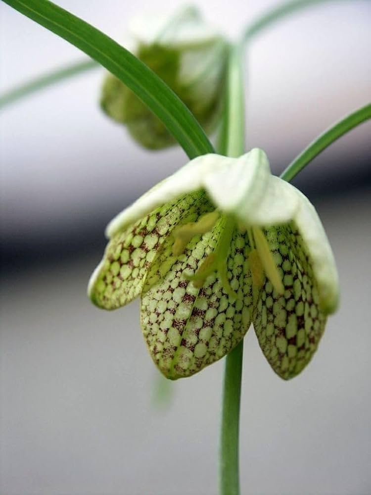 Green Fritillaria Flower seeds for Planting - Premium Quality, Heirloom & GMO Free Seeds for Home Garden