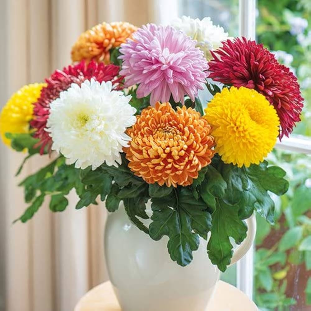 Mixed Colors Chrysanthemum Flower seeds for Planting - Cut Flower Favorite, Heirloom & GMO Free Seeds for Home Garden