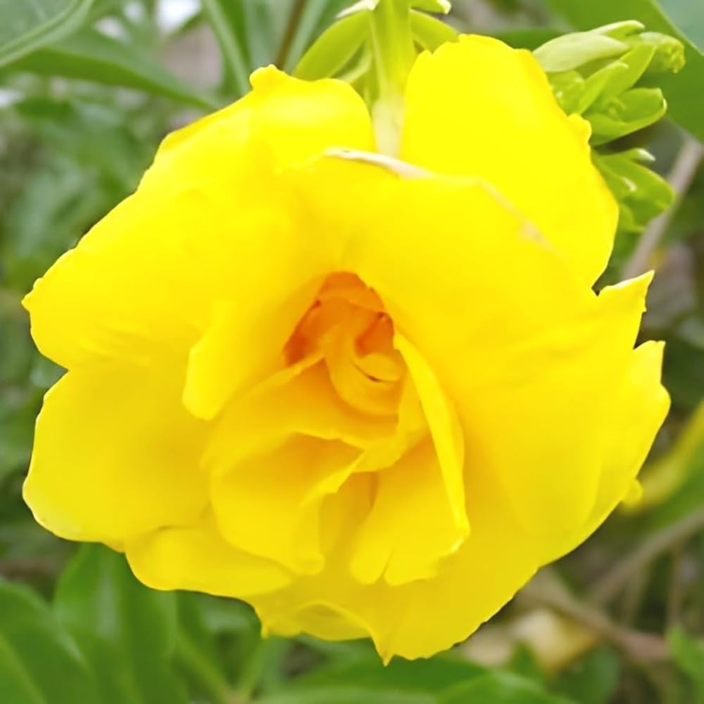 Yellow Balsam Flower Seeds – Hardy Variety Heirloom & NonGMO Seeds for Home Garden
 
 Sale