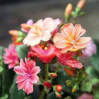 Strain Flower Seeds – Various Species for Planting in Flower Bed