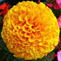 African Marigold Tagetes Seeds – Bright Orange-Yellow Flower Mix