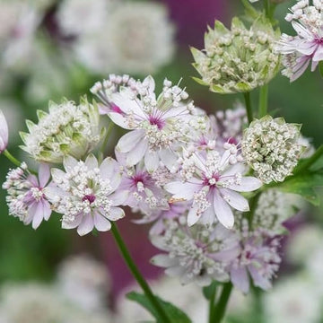 Astrantia Star Umbel Flower Seeds – Bonsai or Garden Display