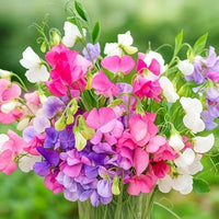 Lathyrus Odoratus Flower seeds for Planting - Wildflower Mix, Heirloom & GMO Free Seeds for Home Garden