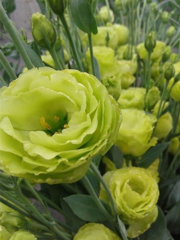 Light Green Lisianthus Flower seeds for Planting - Low Maintenance, Heirloom & GMO Free Seeds for Home Garden
 
 Sale for planting in home garden