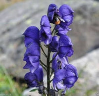 Aconite Flower seeds for Planting - Long Bloom Season, Heirloom & GMO Free Seeds for Home Garden