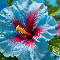 Sky Blue Hibiscus Flower Seeds for Planting Pollinator Friendly Heirloom & GMO Free Seeds for Home Garden
 
 Sale