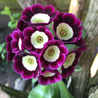 Red Purple Primrose Flower Seeds for Planting  Seeds for Vibrant Garden Blooms, Perfect for Adding Colorful Charm