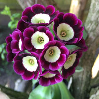 Purple Primula Autumn Flower Seeds for Planting Pollinator Friendly Heirloom & GMO Free Seeds for Home Garden
 
 Sale