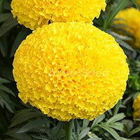 Marigold Tagetes spp Flower Seeds for Planting in Flower Bed and Garden