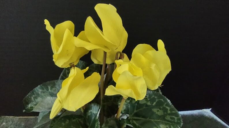 Light Yellow Cyclamen Flower Seeds for Planting