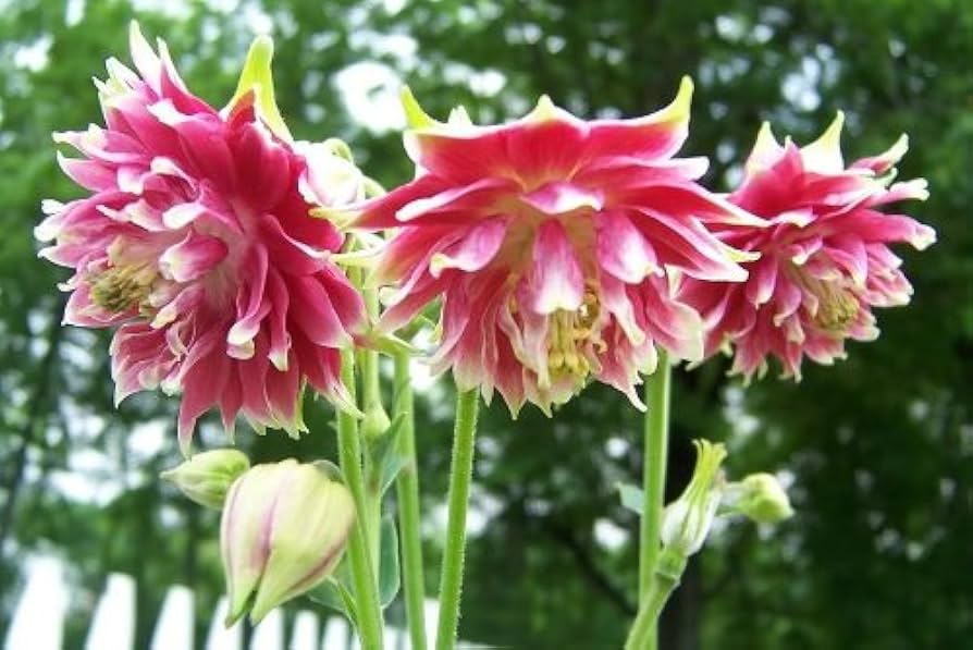 Nora Barlow Flower seeds for Planting Easy to Grow Heirloom & GMO Free Seeds for Home Garden