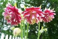 Nora Barlow Flower seeds for Planting Easy to Grow Heirloom & GMO Free Seeds for Home Garden
