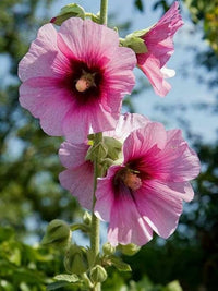 Mixed Danish Hollyhock Flower seeds for Planting - Hardy Variety, Heirloom & GMO Free Seeds for Home Garden