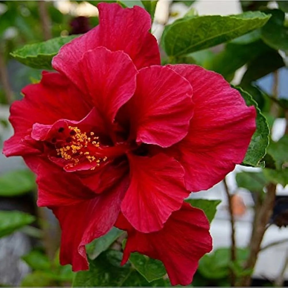 Hibiscus Flower seeds for Planting Pollinator Friendly Heirloom & GMO Free Seeds for Home Garden 
 
 Sale