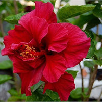 Hibiscus Flower seeds for Planting Pollinator Friendly Heirloom & GMO Free Seeds for Home Garden 
 
 Sale