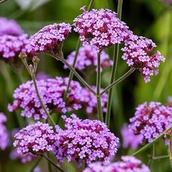 Multi-Color Verbena Flower seeds for Planting - Hardy Variety, Heirloom & GMO Free Seeds for Home Garden
 
 Sale for planting in home garden