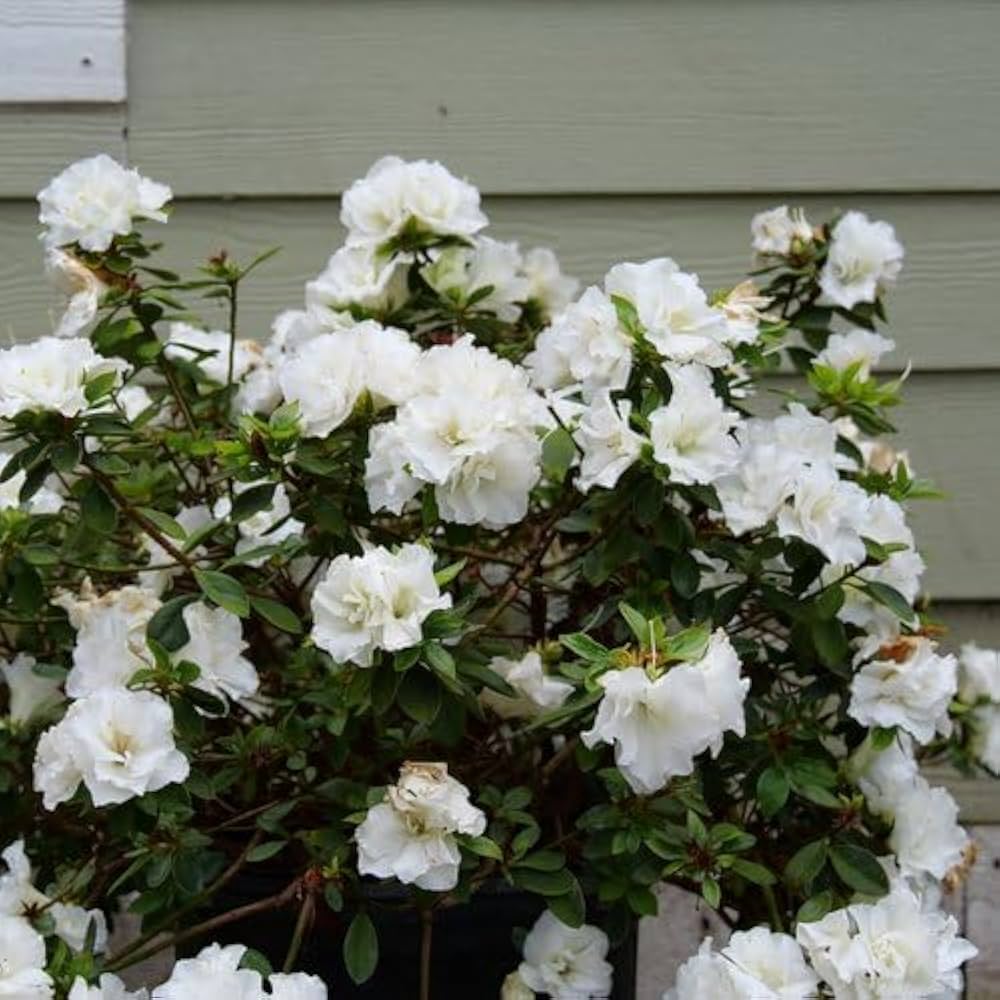 White Azalea Flower Seeds for Planting Pollinator Friendly Heirloom & GMO Free Seeds for Home Garden
 
 Sale