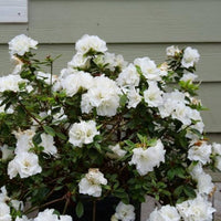 White Azalea Flower Seeds for Planting Pollinator Friendly Heirloom & GMO Free Seeds for Home Garden
 
 Sale