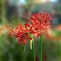 Lycoris Flower seeds for Planting - Hardy Variety, Heirloom & GMO Free Seeds for Home Garden