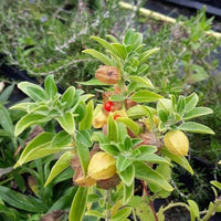 Green Ashwagandha Flower seeds for Planting - Wildflower Mix, Heirloom & GMO Free Seeds for Home Garden
