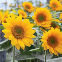 Sunflower Yellow Orange Flower seeds for Planting - Wildflower Mix, Heirloom & GMO Free Seeds for Home Garden