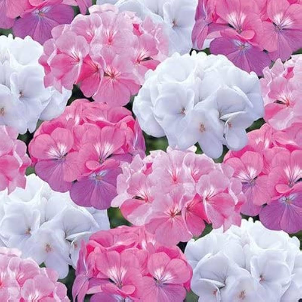 Exotic Geranium Pelargonium Peltatum Seeds