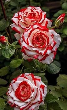 White Pink Rose Flower seeds for Planting - Cottage Garden Essential, Heirloom & GMO Free Seeds for Home Garden