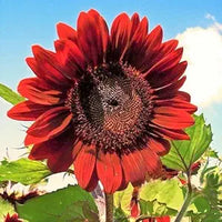 Bonsai Fortune Sunflower Seeds, Red Sun Fortune Bloom for Garden